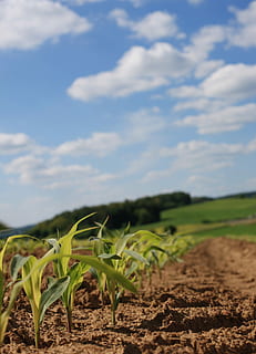 Kornfeld, Mais, Wolken, Feld, Landwirtschaft, Acker-, Maispflanzen, Grün, Pflanze, Anbau, Lebensmittel, Futtermais, Himmel, Landschaft, Maisblätter, Serie, Tierfutter, Kultur von Mais, Felder, Bauernhof, ländliche Szene, Wachstum, Ernte, Land, Umgebung, wolke - himmel, Natur, Ruhe, Szenen - Natur, Schönheit in der Natur, Tag, ruhige Szene, grüne Farbe, keine Leute, draußen, Plantage, 1080P, CC0, gemeinfrei, lizenzfrei