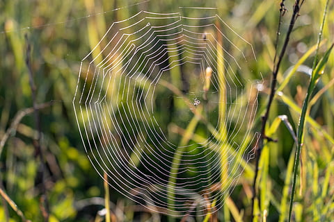 Spinnennetz, rosa, Natur, Tropfen, Nahansicht, Strahl, Zerbrechlichkeit, Verletzlichkeit, Fokus auf den Vordergrund, Schönheit in der Natur, Pflanze, Tag, keine Leute, Wasser, Komplexität, draußen, fallen, Wachstum, nass, natürliches Muster, Kompliziertheit, selektiver Fokus, Tau, 5K, CC0, gemeinfrei, lizenzfrei