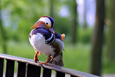 Mandarin, Vogel, Ente, farbig, schneidig, hybrid, Wasservogel, Kreuzworträtsel, Park, Natur, ein, Nahansicht, der Leiter der, Schnabel, Stift, Frühling, Ornament, Navy blau, rot, Weiß, Wirbeltier, Tierthemen, Tier, Tierwelt, Tiere in freier Wildbahn, Fokus auf den Vordergrund, ein Tier, Geländer, hocken, Tag, keine Leute, Schönheit in der Natur, draußen, Baum, Pflanze, Holz - Material, in voller Länge, 4K, CC0, gemeinfrei, lizenzfrei