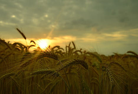 Gerste, Die Sonne, Wolken, Wachstum, Pflanze, Himmel, Ernte, Landwirtschaft, Getreidepflanze, Sonnenuntergang, Schönheit in der Natur, Feld, Natur, wolke - himmel, Weizen, ländliche Szene, Land, Ruhe, Szenen - Natur, Landschaft, keine Leute, Nahansicht, Bauernhof, draußen, Stiel, 5K, CC0, gemeinfrei, lizenzfrei
