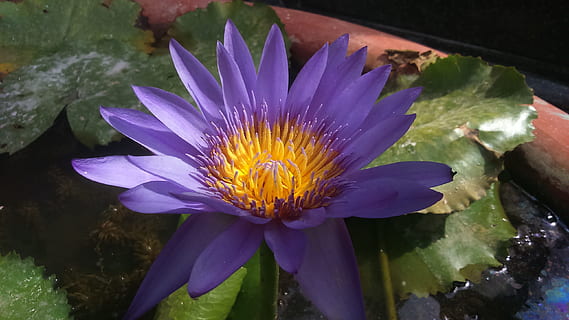 flora, natur, blomst, blad, pool, blomstrende plante, friskhed, skrøbelighed, plante, sårbarhed, vand, kronblad, skønhed i naturen, lilla, blomsterhoved, blomsterstand, tæt på, åkande, vækst, sø, pollen, ingen mennesker, flyder på vandet, udendørs, lotus vandlilje, 2K, CC0, offentligt domæne, royaltyfrie