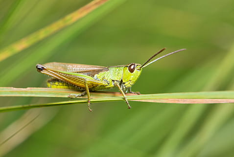 Llagosta, prat, comú, macro, chorthippus parallelus, europa, insecte, error, verd, destructiu, saltar, un animal, temes d'animals, animal, fauna animal, invertebrat, animals a la natura, color verd, primer pla, centrar-se en primer pla, planta, naturalesa, dia, part de la planta, full, cap gent, a l'aire lliure, enfocament selectiu, part del cos dels animals, ala dels animals, fulla d'herba, ull d’animals, 2K, CC0, domini públic, lliure de regalies