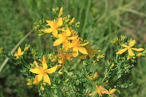 las flores, herbario, hipérico, perforatum, mosto, amarillo, plantas, planta floreciendo, flor, planta, frescura, fragilidad, belleza en la naturaleza, crecimiento, vulnerabilidad, pétalo, cabeza de flor, inflorescencia, de cerca, naturaleza, centrarse en primer plano, día, color verde, nadie, campo, al aire libre, 4K, CC0, dominio público, libre de derechos