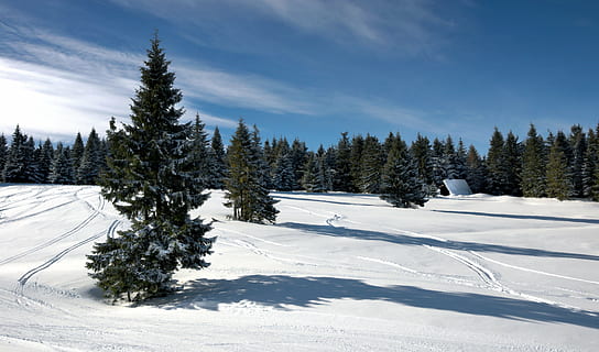 sne ski kursus, landskab, vinter, Skov, bjerge, Beskiderne, sne, Polen, træ, skyer, kold temperatur, fyrretræ, hvid farve, rolig scene, himmel, sky - himmel, bjerg, plante, skønhed i naturen, scenics - natur, natur, jord, ro, ikke-urbane scene, dag, nåletræ, ingen mennesker, eviggrønne træ, fyrreskov, snedækket bjerg, 4K, CC0, offentligt domæne, royaltyfrie