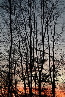 trees, tree trunks, sunset, afterglow, evening sky, clouds, sky, abendstimmung, reddish, tree, bare tree, silhouette, branch, plant, no people, trunk, nature, tree trunk, tranquility, beauty in nature, outdoors, scenics - nature, low angle view, forest, growth, land, dusk, 5K, CC0, public domain, royalty free
