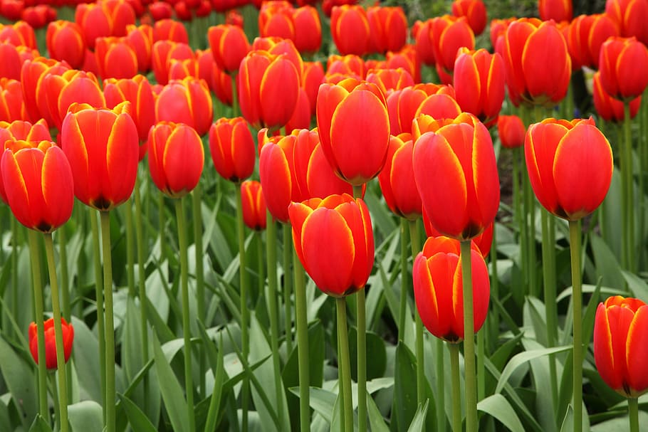 campo, rosso, fiori di tulipano, sfondo, fioritura, fiorire, colore, flora, fiore, fresco, giardino, verde, foglia, molti, modello, petalo, primavera, struttura, tulipano, San Valentino, natura, pianta, stagione, letto di fiori, Olanda, estate, multicolore, colore verde, all'aperto, giallo, pianta fiorita, freschezza, bellezza nella natura, crescita, fragilità, terra, vulnerabilità, avvicinamento, nessuno, testa di fiore, infiorescenza, giorno, giardinaggio, 5K