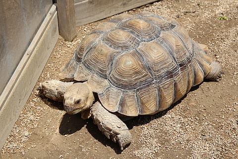 turtle, sea turtle, reptile, animal wildlife, animal themes, animal, animals in the wild, tortoise, one animal, vertebrate, shell, high angle view, tortoise shell, animal shell, day, nature, no people, land, close-up, outdoors, sunlight, 5K, CC0, public domain, royalty free