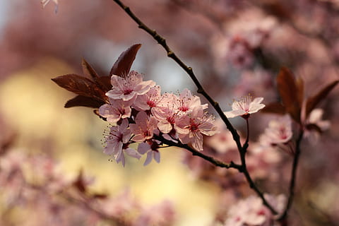 Blume, Baum, Natur, Frühlingsgrün, Frühling, Grün, Weiß, Jahreszeit, Pflanze, Mädchen, Pollen, Kirsche, Flora, Frühlingsblumen, Blühen, Zerbrechlichkeit, Wachstum, blühende Pflanze, pinke Farbe, Schönheit in der Natur, Frische, Ast, Verletzlichkeit, Nahansicht, Blütenblatt, keine Leute, draußen, Kirschblüte, Blütenkopf, Kirschbaum, Pflaumenblüte, Weichheit, 4K, CC0, gemeinfrei, lizenzfrei