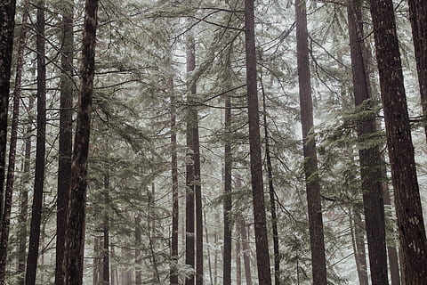arbres forestals, durant el dia, bosc, cobert, boira, arbre, pi, planta, terra, tronc, tronc de l'arbre, creixement, tranquil·litat, naturalesa, bellesa a la natura, cap gent, escenics - natura, dia, escena tranquil·la, escena no urbana, medi ambient, a l'aire lliure, abundància, arbre de coníferes, bosc de pi, 5K, CC0, domini públic, lliure de regalies