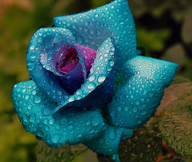 Blau, Blume, Wassertropfen, blaue Blume, Wasser, farbig, Rose, tropfen, ein Tier, Nahansicht, Fokus auf den Vordergrund, keine Leute, Tierthemen, Tag, Schönheit in der Natur, blühende Pflanze, Pflanze, Natur, Zerbrechlichkeit, Blütenstand, Blütenblatt, Wachstum, Verletzlichkeit, Blütenkopf, Frische, draußen, Tau, 4K, CC0, gemeinfrei, lizenzfrei