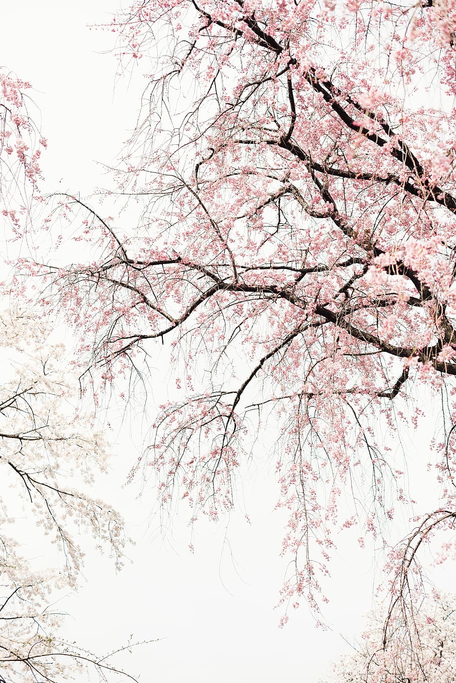 sort, hvid, træer, rosa bladet træ, blomst, afdeling, træ, lyserød, himmel, blomster, kirsebær blomst, zen, japan, plante, wallapper, natur, grædende kirsebær, cherryblossom, kirsebær, lyserød farve, lav vinkel visning, skønhed i naturen, vækst, ingen mennesker, ro, blomstrende plante, dag, blomstre, udendørs, forår, Kirsebærtræ, bare træ, træ baldakin, 5K