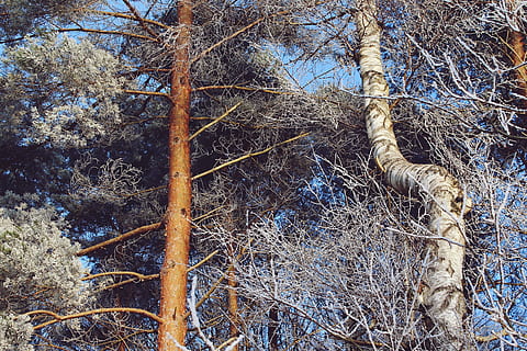 vinterlige, vinter, landskab, sne, snedækket, vinter magi, aftenhimmel, kold, Frosset, frost, is, vinterdag, hvid, Tyskland, isnende, sneet inde, natur, træer, vinterdrøm, eventyr, vinterstemning, sne magi, grene, ensom, æstetisk, sne landskab, hvile, nåle, log, stammer, humør, bark, træ, plante, afdeling, dag, ingen mennesker, bare træ, bagagerum, dyr, dyre temaer, træstamme, Skov, hvirveldyr, fugl, et dyr, udendørs, dyreliv, dyr i naturen, jord, lav vinkel visning, død plante, 2K, CC0, offentligt domæne, royaltyfrie