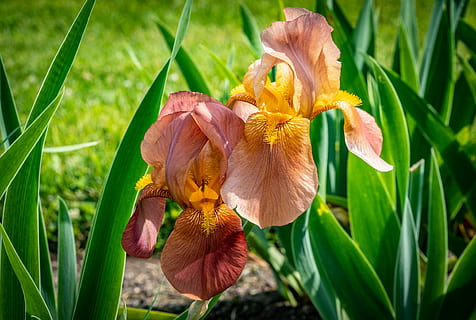 iris, piersic portocaliu, floare, primăvară, grădinile iris prevestite, plantă, planta cu flori, fragilitate, frumusețe în natură, petală, creştere, vulnerabilitate, cap de floare, prospeţime, a închide, natură, inflorescenţă, nici o persoana, să se concentreze asupra primelor elemente, iris - plantă, zi, Culoarea verde, galben, lumina soarelui, moliciune, 4K, CC0, domeniu public, fără drepturi de autor