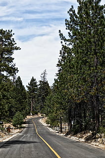 carretera, Camí, bosc, viatjar, mexicà, dirigir, ruta, caminar, paisatge, naturalesa, arbre, a l'aire lliure, escenics, cap gent, planta, el camí a seguir, direcció, transport, cel, perspectiva decreixent, creixement, símbol, marcatge de carreteres, dia, signe, color verd, bellesa a la natura, marcatge, doble línia groga, línia divisòria, treelined, 2K, CC0, domini públic, lliure de regalies
