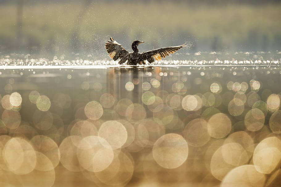 bagnarsi di uccelli, corpo, acqua, grande, cormorano, sbattimento, Ali, fotografia di bokeh d'acqua, uccello, ala, riflessione, bokeh, luce, piuma, livello dell'acqua, diffusione, bagnato, superficie, luccicare, luce del sole, mattina, temi animali, animale, fauna selvatica, animali allo stato selvatico, vertebrato, natura, nessuno, un animale, giorno, volante, lago, all'aperto, messa a fuoco selettiva, bellezza nella natura, concentrarsi sulle conoscenze acquisite, 4K
