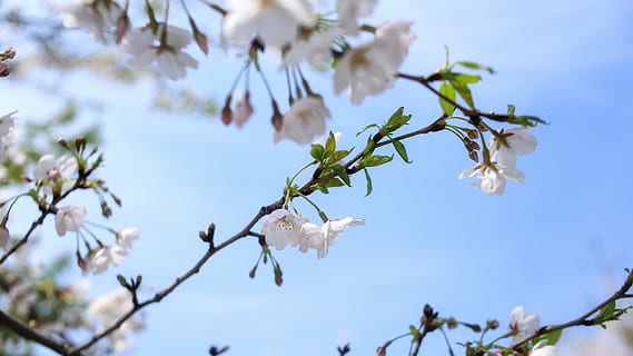 künstlerische Konzeption, Frühling, Kirschblüte, Pflanze, Blume, blühende Pflanze, Schönheit in der Natur, Zerbrechlichkeit, Verletzlichkeit, Baum, Wachstum, Frische, blühen, Ast, weiße Farbe, Natur, Fokus auf den Vordergrund, Blütenblatt, Himmel, Nahansicht, Tag, Zweig, keine Leute, Blütenkopf, draußen, Kirschbaum, 1080P, CC0, gemeinfrei, lizenzfrei