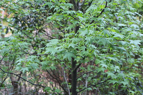 medis, Campus medžiai, medžiai, augalų, augimą, lapai, augalų dalis, žalia spalva, pobūdį, sutelkti dėmesį į naujas žinias, nėra žmonių, maisto, Maistas ir gėrimai, dieną, grožis gamtoje, Iš arti, lauke, žemės, atrankinis dėmesys, miškas, ramybė, šviežumas, 5K, CC0, Viešasis domenas, nemokamai