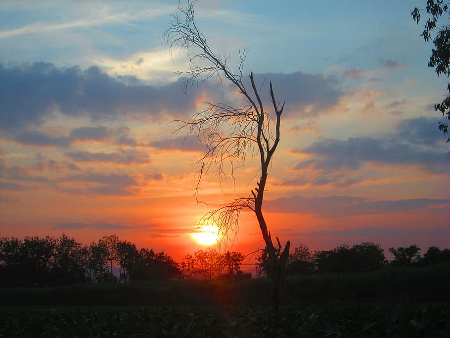 sol, tarda, senyor ah la caiguda, posta de sol, cel, núvol - cel, bellesa a la natura, tranquil·litat, escena tranquil·la, escenics - natura, planta, color taronja, silueta, arbre, cap gent, naturalesa, paisatge, idíl·lic, escena no urbana, terra, medi ambient, camp, a l'aire lliure, 4K
