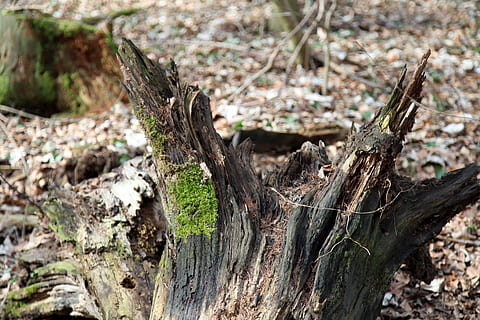 tree, root, moss, morsch, tree root, wood, forest, rots, tree stump, plant, no people, day, close-up, nature, land, focus on foreground, wood - material, selective focus, outdoors, growth, tree trunk, field, trunk, dead plant, deforestation, tranquility, damaged, bark, tree ring, 5K, CC0, public domain, royalty free