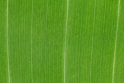 tessile verde, astratto, fondale, sfondo, luminosa, dettaglio, flora, fogliame, fresco, verde, verdura, salutare, foglia, macro, naturale, natura, modello, fotosintesi, pianta, struttura, vivace, colore verde, sfondi, strutturato, fotogramma intero, nessuno, avvicinamento, parte vegetale, a strisce, primo piano estremo, tessile, bellezza nella natura, freschezza, effetto strutturato, crescita, sfondo colorato, 4K, CC0, dominio pubblico, privo di copyright