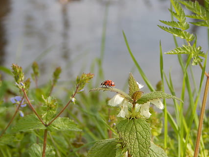 ladybug, nature, insect, beetle, plant, flower, summer, leaf, growth, flowering plant, beauty in nature, animal themes, animal, animal wildlife, animals in the wild, one animal, vulnerability, fragility, close-up, freshness, day, no people, invertebrate, focus on foreground, flower head, outdoors, pollination, 1080P, CC0, public domain, royalty free
