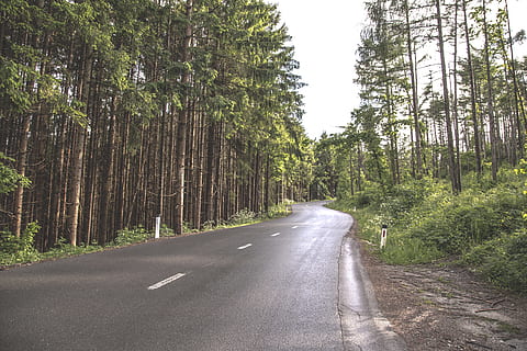 forêt, route, arbre, vert, bois, la nature, paysage, de plein air, chemin, façon, parc, Voyage, plante, la voie à suivre, transport, direction, beauté dans la nature, terre, croissance, couleur verte, journée, tranquillité, perspective décroissante, scène non urbaine, personne, scène tranquille, paysages - nature, tronc d'arbre, en plein air, des bois, longue, conifère, 5K, CC0, domaine public, libre de droits