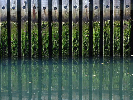 canal, algae, dock, no people, green color, pattern, close-up, side by side, full frame, backgrounds, day, metal, nature, in a row, outdoors, boundary, sunlight, barrier, fence, plant, safety, repetition, bamboo - plant, 4K, CC0, public domain, royalty free