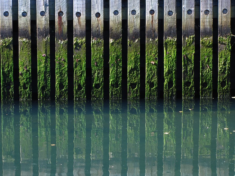 canal, algues, moll, cap gent, color verd, patró, primer pla, costat a costat, marc complet, fons, dia, metall, naturalesa, en fila, a l'aire lliure, límit, llum solar, barrera, tanca, planta, seguretat, repetició, bambú - planta, 4K