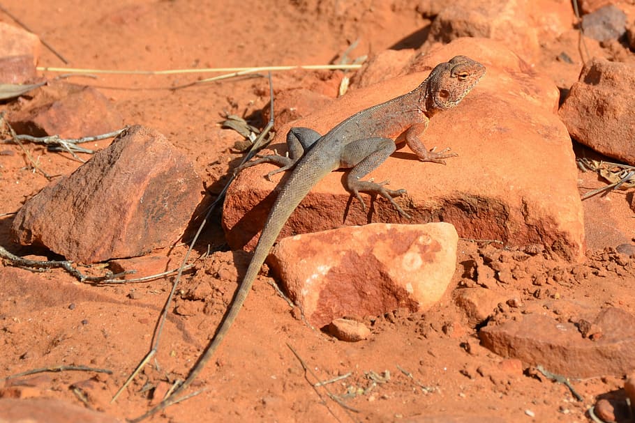 anellada, drac, llangardaix, drac de cua de l'anell, drac, llangardaix, Outback, desert, rèptil, vida salvatge, australià, fauna animal, animals a la natura, naturalesa, cap gent, a l'aire lliure, terra, rock, llum solar, dia, animal, camp, sòlid, rock - object, temes d'animals, vertebrats, vista d’angle alt, clima, sorra, part de la planta, clima àrid, 1080P
