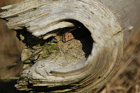Holz, Baum, alt, ein Tier, Reptil, Tierkörperteil, Tier, Krokodil, Tiere in freier Wildbahn, Baumstamm, Kofferraum, Nahansicht, Holz - Material, Pflanze, Natur, keine Leute, texturiert, selektiver Fokus, Pflanzenrinde, Wald, Fokus auf den Vordergrund, draußen, Tag, Loch, Bauholz, Tierthemen, Vollbild, Borke, 4K, CC0, gemeinfrei, lizenzfrei