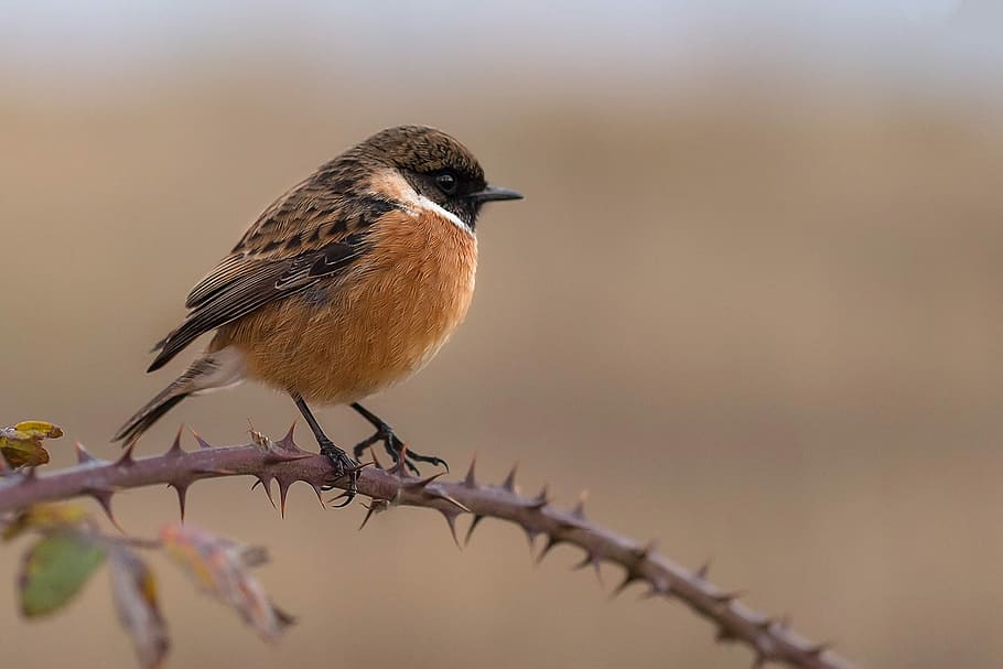 marró, blanc, ocell, durant el dia, pardal, espina, branca, chick chasco, stonechat, av, ales, fauna, animals, animal, naturalesa, plomes, petit ocell, un animal, animals a la natura, fauna animal, posat, temes d'animals, vertebrats, planta, arbre, centrar-se en primer pla, cap gent, a l'aire lliure, longitud completa, dia, primer pla, bellesa a la natura, songbird, 2K