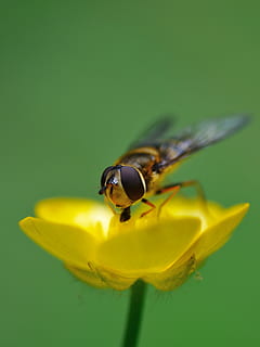 hoverfly, insecte, farratge, ranuncle, macro, un animal, flor, temes d'animals, animals a la natura, fauna animal, animal, groc, invertebrat, primer pla, planta amb flors, fragilitat, pètal, vulnerabilitat, bellesa a la natura, cap gent, cap de flor, planta, naturalesa, polinització, 2K, CC0, domini públic, lliure de regalies