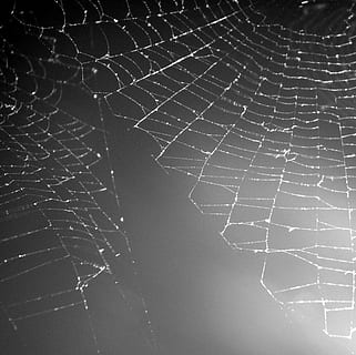 Netz, grau, Konstruktion, Spinnennetz, Spinne, Natur, Tau, fallen, Nahansicht, Hintergründe, Makro, Zerbrechlichkeit, Verletzlichkeit, keine Leute, Muster, natürliches Muster, Komplexität, Fokus auf den Vordergrund, Kompliziertheit, Schönheit in der Natur, draußen, nass, Vollbild, selektiver Fokus, 2K, CC0, gemeinfrei, lizenzfrei