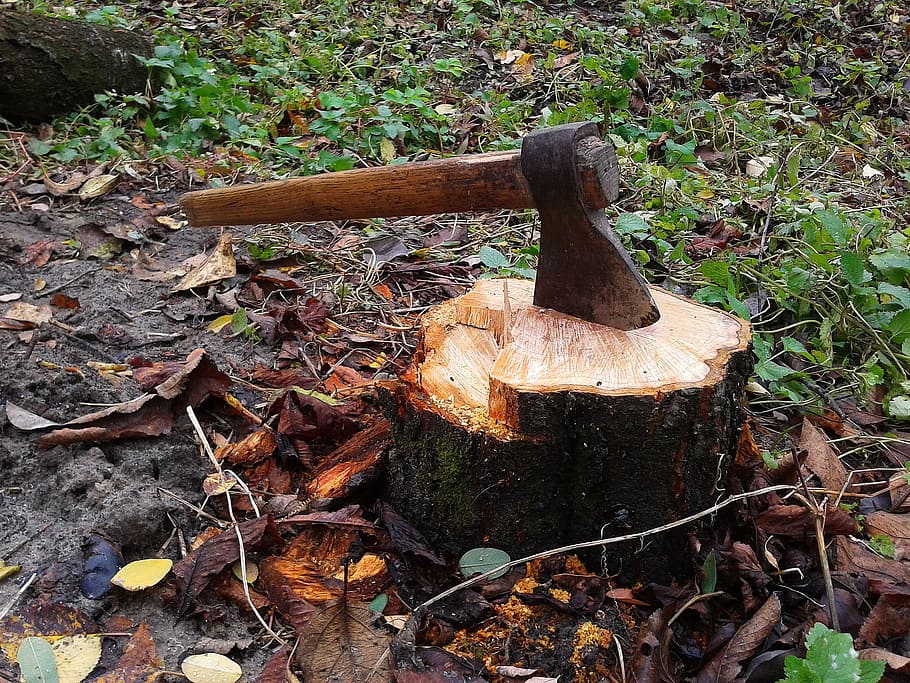 Marrone, nero, ascia, ceppo, ascia nera, albero, taglialegna, foresta, natura, legno - materiale, all'aperto, accetta, autunno, bosco, tronco d'albero, legname, giorno, nessuno, industria, avvicinamento, terra, pianta, campo, la deforestazione, legna, legna da ardere, abbaiare, strumento, industria del legname, foglia, fungo velenoso, 2K