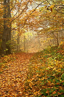 alberi a foglia d'autunno, secco, le foglie, terra, autunno, foresta, albero, sentiero, foglia, all'aperto, luce, colore, d'oro, stagione, Marrone, giallo, arancia, elemento, pianta, modificare, bellezza nella natura, parte vegetale, natura, crescita, la tranquillità, giorno, scenics - natura, colore arancione, nessuno, scena tranquilla, idilliaco, scena non urbana, bosco, collezione autunnale, condizione naturale, 2K, CC0, dominio pubblico, privo di copyright