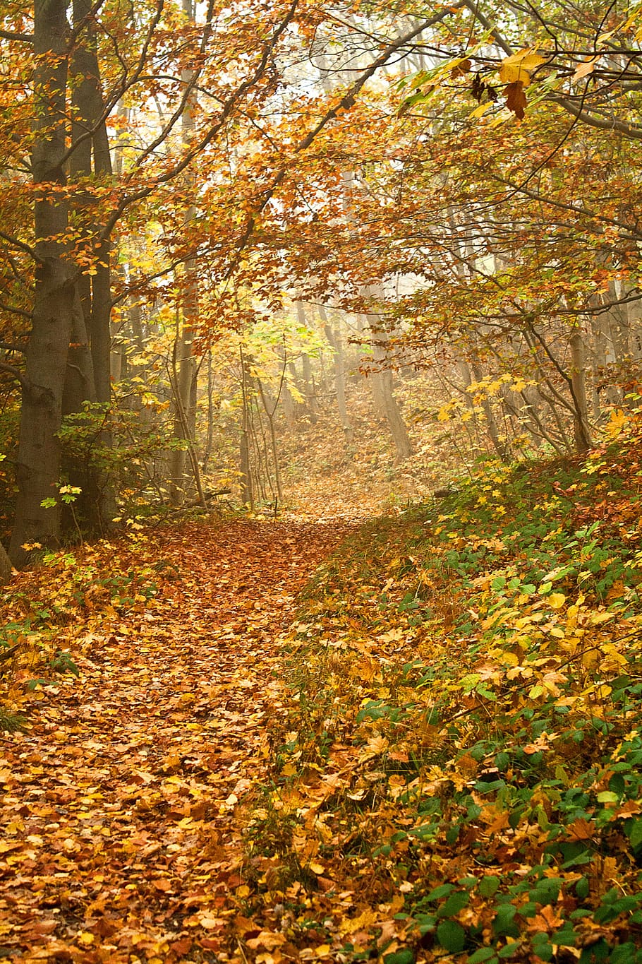 fulles de tardor arbres, sec, fulles, sòl, tardor, caure, bosc, arbre, Camí, full, a l'aire lliure, llum, color, daurat, temporada, marró, groc, taronja, element, planta, canvi, bellesa a la natura, part de la planta, naturalesa, terra, creixement, tranquil·litat, dia, escenics - natura, color taronja, cap gent, escena tranquil·la, idíl·lic, escena no urbana, sendera, col·lecció de tardor, condició natural, 2K