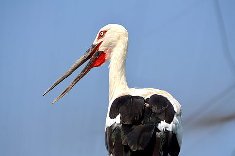 animales, pájaro, cigüeña, pájaro de guata, exótico, piernas largas, factura larga, fauna silvestre, animal, naturaleza, pico, temas de animales, fauna animal, animales en la naturaleza, un animal, vertebrado, nadie, cielo, parte del cuerpo del animal, cigüeña blanca, de cerca, día, vista de ángulo bajo, el color blanco, al aire libre, pelícano, cuello animal, 1080P, CC0, dominio público, libre de derechos