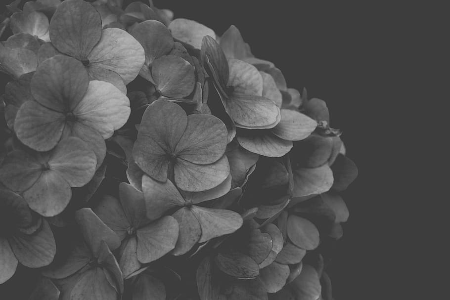 hydrangea, hitam dan putih, bunga, kesegaran, tembakan studio, merapatkan, tanaman berbunga, daun bunga, kerapuhan, kerentanan, menanam, tidak ada orang, kepala bunga, hal berkembang, keindahan di alam, pertumbuhan, latar belakang hitam, dalam ruangan, alam, botani, bagian tanaman, 5K