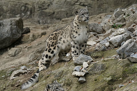 Brun, sort, leopard, ved siden af, rå, sten-, dagtimerne, sne leopard, kat, dyr, dyreliv, kødædende, pattedyr, dyr i naturen, natur, undomesticated cat, stor, dyre temaer, solid, klippe, rock-objekt, et dyr, stor kat, feline, ingen mennesker, hvirveldyr, kigger væk, dag, carnivora, leder, udendørs, Zoo, gepard, bakkenbart, 5K, CC0, offentligt domæne, royaltyfrie
