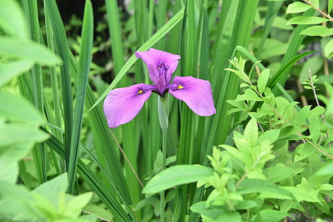 iris, ungu, iris, mengetik, ungu, jenis iris, bunga, warna hijau, kesegaran, alam, pertumbuhan, menanam, tanaman berbunga, keindahan di alam, daun bunga, kerapuhan, kerentanan, daun, hal berkembang, merapatkan, bagian tanaman, kepala bunga, warna merah jambu, tidak ada orang, musim semi, di luar rumah, iris - tanaman, serbuk sari, hamparan bunga, 5K, CC0, domain publik, bebas royalti