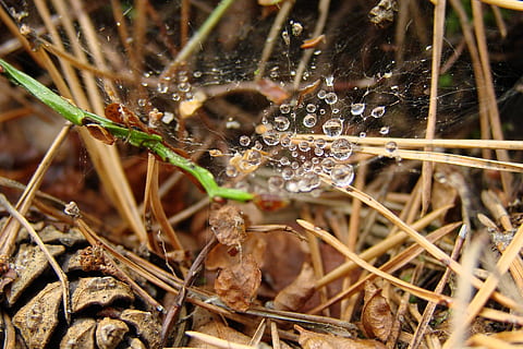 gotas, telaraña, cono, aguja, bosque, camada, planta, soltar, naturaleza, mojado, de cerca, agua, nadie, día, fragilidad, tierra, enfoque selectivo, centrarse en primer plano, vulnerabilidad, hoja, crecimiento, belleza en la naturaleza, parte de la planta, al aire libre, lluvia, Rocío, web, brizna de hierba, gota de agua, palo - parte de la planta, 1080P, CC0, dominio público, libre de derechos