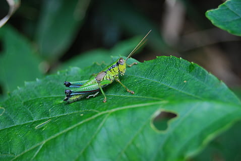 Llagosta, naturalesa, insecte, error, vida salvatge, part de la planta, full, invertebrat, color verd, temes d'animals, fauna animal, animals a la natura, animal, un animal, primer pla, planta, dia, cap gent, enfocament selectiu, creixement, a l'aire lliure, centrar-se en primer pla, 4K, CC0, domini públic, lliure de regalies
