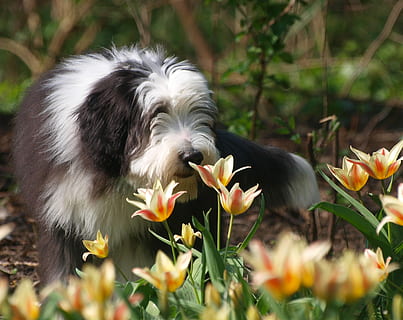 printemps, Pâques, colley barbu, thèmes animaux, national, mammifère, canin, animal, plante à fleurs, chien, animaux domestiques, un animal, plante, fleur, fraîcheur, la nature, personne, fragilité, journée, croissance, couleur blanche, beauté dans la nature, en plein air, tête de fleur, tête d'animal, 2K, CC0, domaine public, libre de droits