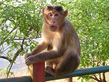 Índia, mico, salvatge, primat, fauna animal, animals a la natura, mamífer, un animal, vertebrats, planta, assegut, arbre, naturalesa, bosc, cap gent, retrat, dia, mirant la càmera, a l'aire lliure, babuí, 1080P, CC0, domini públic, lliure de regalies