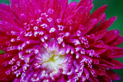fleur, macro, rose, printemps, été, floral, conception, plante, Naturel, Frais, jardin, flore, décoration, écologie, croissance, vibrant, vitalité, luxuriant, Culture, plante à fleurs, fraîcheur, beauté dans la nature, pétale, fragilité, fermer, vulnérabilité, tête de fleur, inflorescence, la nature, eau, laissez tomber, violet, humide, mise au point sélective, personne, en plein air, pollen, rosée, jardinage, 4K, CC0, domaine public, libre de droits
