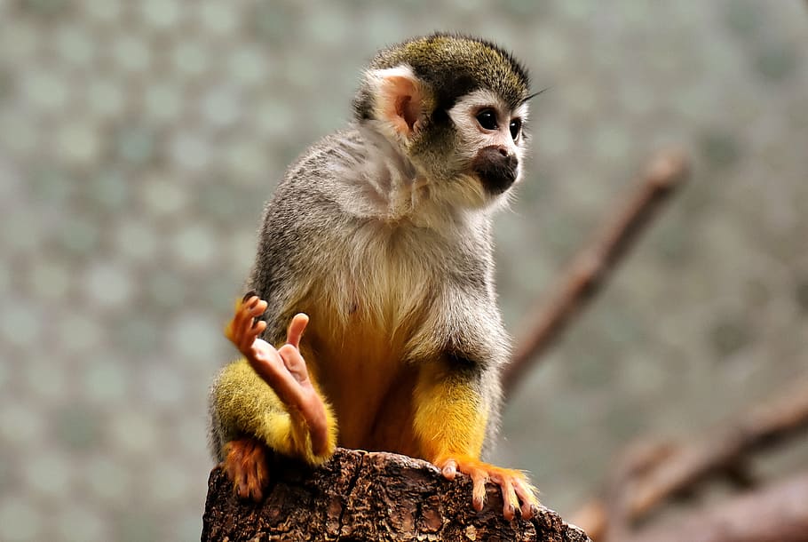 blanc, marró, mico, de peu, tallar, registre, äffchen, bonic, petit, capuchins, mico capuchí, animal, retrat animal, divertit, món animal, tierpark hellabrunn, munich, un animal, fauna animal, assegut, animals a la natura, temes d'animals, cap gent, dia, a l'aire lliure, mamífer, primat, vertebrats, mirant, mirant cap a fora, centrar-se en primer pla, naturalesa, rock, arbre, babuí, 4K