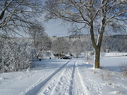 vinter, sne, træ, væk, kold temperatur, bare træ, dækker, plante, ingen mennesker, hvid farve, natur, skønhed i naturen, jord, ro, scenics - natur, rolig scene, Mark, dag, vejen frem, retning, udendørs, snedækket bjerg, 4K, CC0, offentligt domæne, royaltyfrie