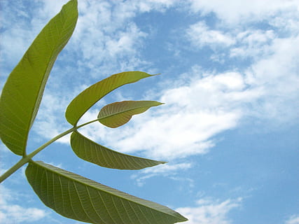 Branch, Close-Up, Cloud, close, cloudy, green, nature, plant, sky, tree, blue, leaf, green color, day, plant part, cloud - sky, growth, low angle view, no people, beauty in nature, leaves, tranquility, outdoors, sunlight, freshness, leaf vein, palm leaf, 2K, CC0, public domain, royalty free