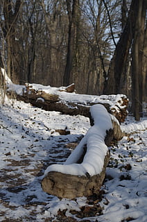 Wald, Baum, Winter, Schnee, winterlich, kalte Temperatur, Pflanze, weiße Farbe, Natur, Säugetier, ein Tier, Haustiere, Tag, inländisch, Land, Tierthemen, Hund, Eckzahn, Baumstamm, Kofferraum, Tier, keine Leute, 4K, CC0, gemeinfrei, lizenzfrei