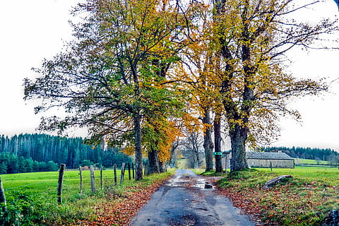 fallen, totes Blatt, Baum Blatt, Blätter, Baum, Blatt, Herbstblatt, Farbe, rotes Blatt, Laub, Natur, Gelb, Herbst, Ahornblätter, Herbstlandschaft, goldener Herbst, trockene Blätter, Wald, Heiliger zustimmen, Ardèche, Dorf, Rhône-Alpes, Frankreich, szenen, ländliche Szene, Landwirtschaft, Pflanze, der Weg nach vorn, Richtung, Wachstum, Ruhe, Veränderung, keine Leute, Land, Himmel, ruhige Szene, Feld, Schönheit in der Natur, Tag, Landschaft, Straße, Szenen - Natur, abnehmende Perspektive, draußen, von Bäumen gesäumt, 5K, CC0, gemeinfrei, lizenzfrei
